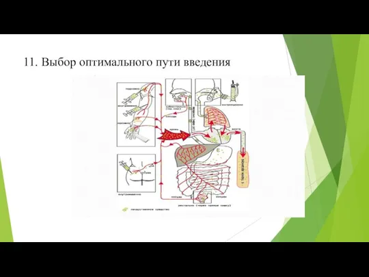 11. Выбор оптимального пути введения