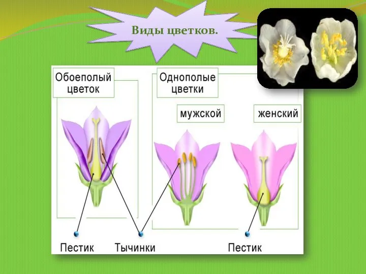 Виды цветков.