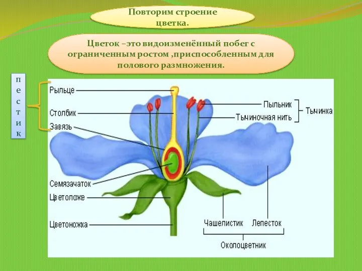 Повторим строение цветка. Цветок –это видоизменённый побег с ограниченным ростом ,приспособленным для полового размножения. пестик