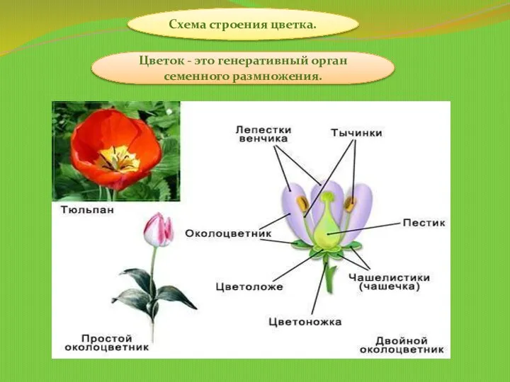 Схема строения цветка. Цветок - это генеративный орган семенного размножения.