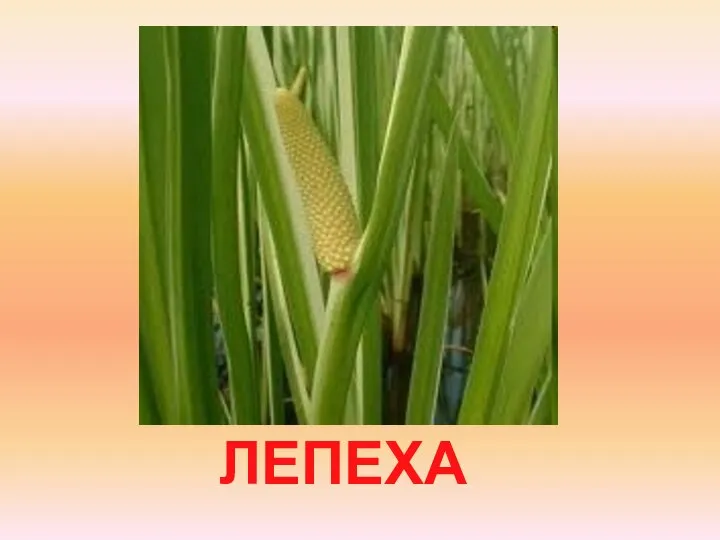 ЛЕПЕХА