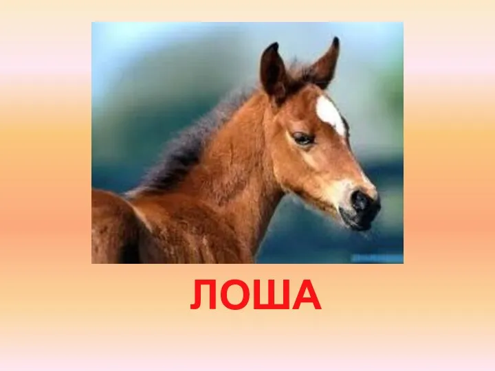 ЛОША