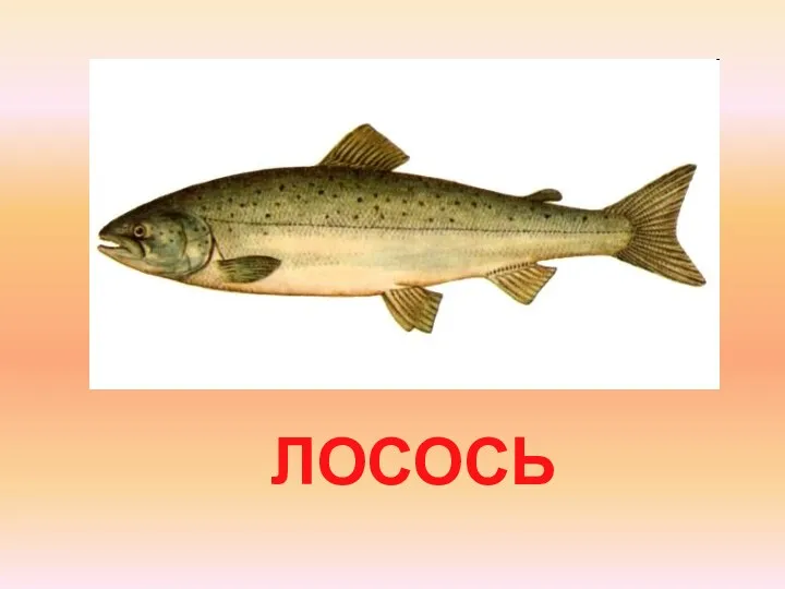 ЛОСОСЬ