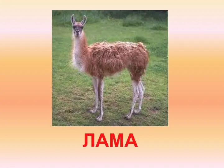 ЛАМА