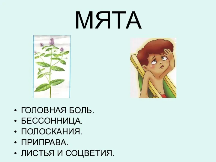 МЯТА ГОЛОВНАЯ БОЛЬ. БЕССОННИЦА. ПОЛОСКАНИЯ. ПРИПРАВА. ЛИСТЬЯ И СОЦВЕТИЯ.