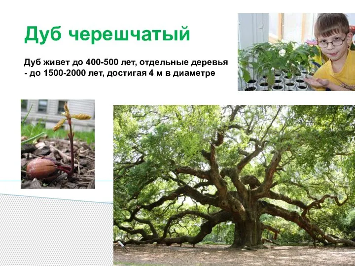 Дуб черешчатый Дуб живет до 400-500 лет, отдельные деревья - до 1500-2000