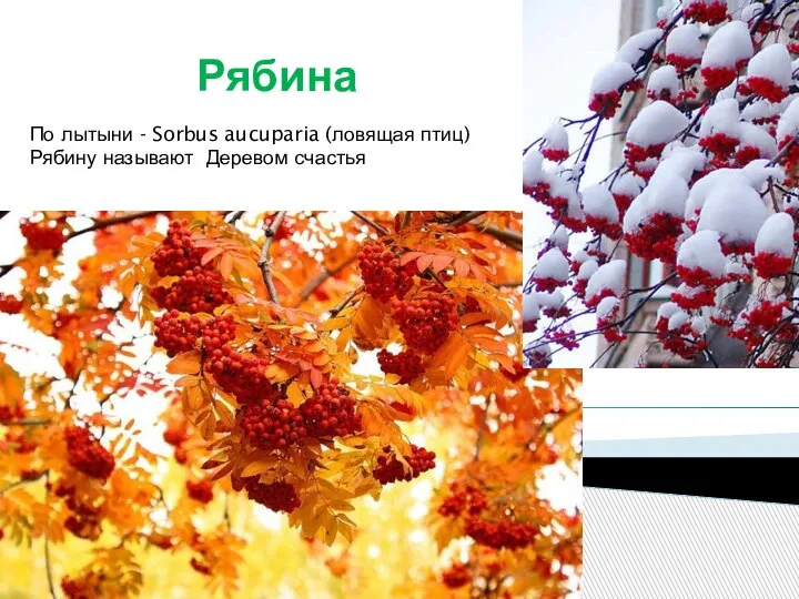 Рябина По лытыни - Sorbus aucuparia (ловящая птиц) Рябину называют Деревом счастья