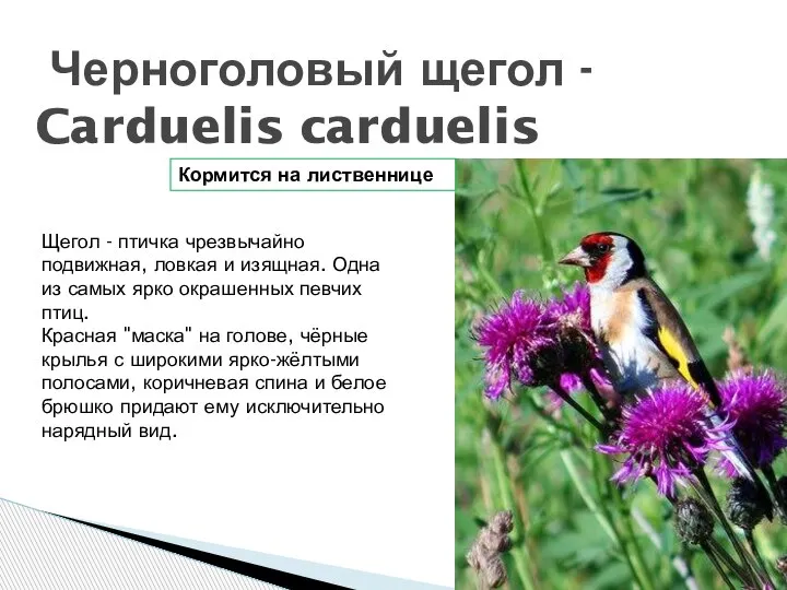 Черноголовый щегол - Carduelis carduelis Щегол - птичка чрезвычайно подвижная, ловкая и