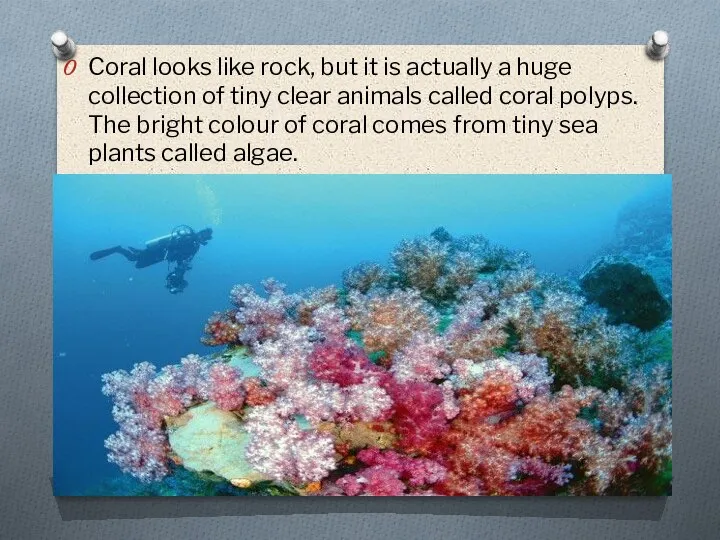 Coral looks like rock, but it is actually a huge collection of