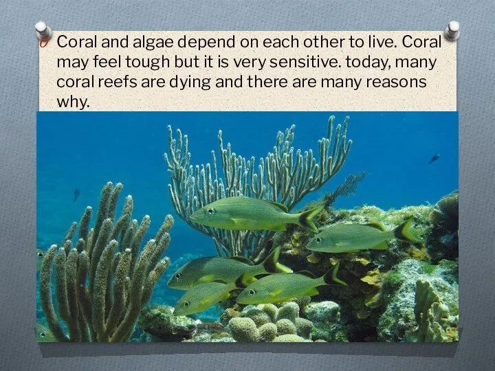 Coral and algae depend on each other to live. Coral may feel