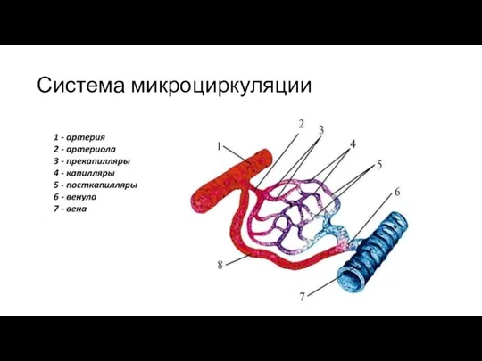 Система микроциркуляции