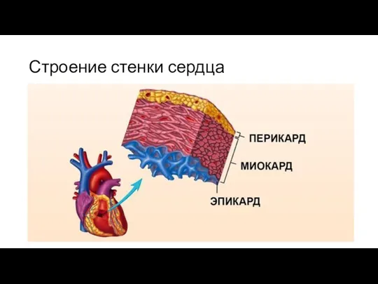 Строение стенки сердца