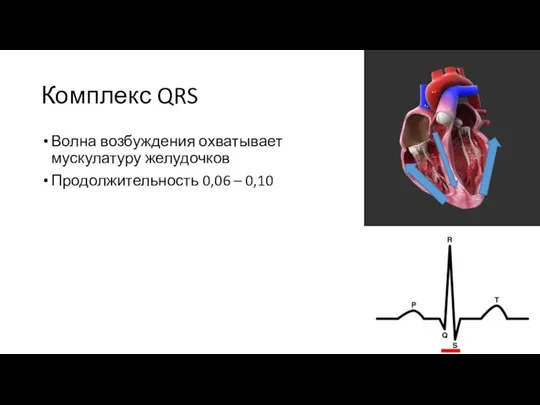 Комплекс QRS Волна возбуждения охватывает мускулатуру желудочков Продолжительность 0,06 – 0,10