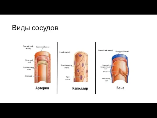 Виды сосудов