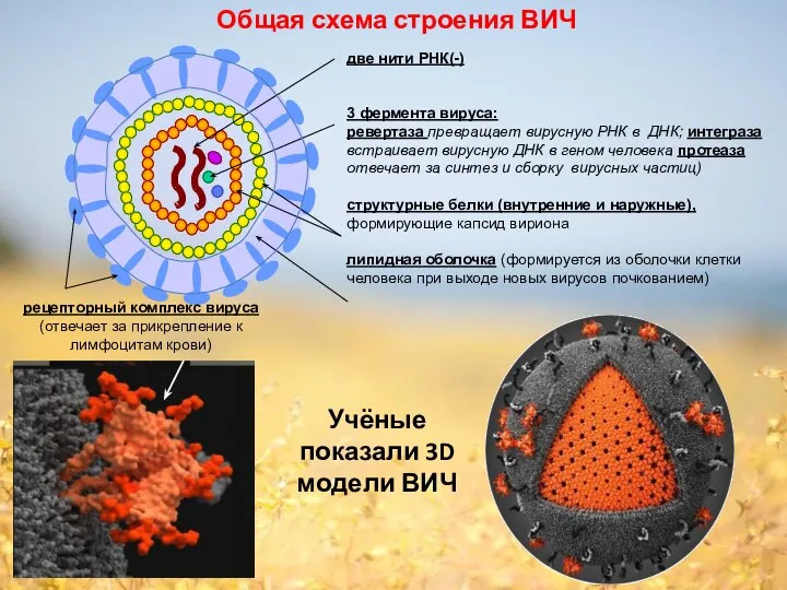 Общая схема строения ВИЧ Учёные показали 3D модели ВИЧ рецепторный комплекс вируса