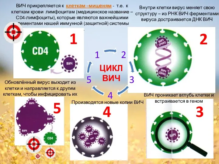 Внутри клетки вирус меняет свою структуру – из РНК ВИЧ ферментами вируса