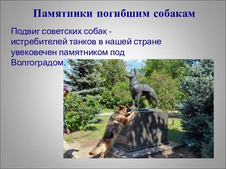 Подвиг советских собак - истребителей танков в нашей стране увековечен памятником под Волгоградом. Памятники погибшим собакам