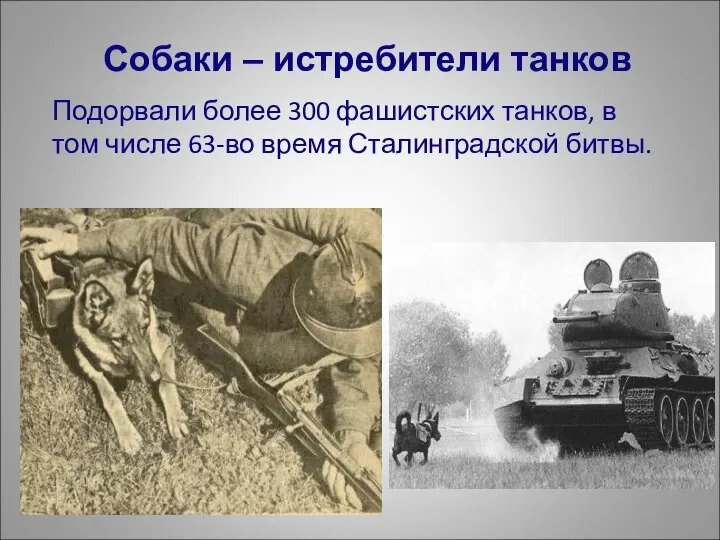 Собаки – истребители танков Подорвали более 300 фашистских танков, в том числе 63-во время Сталинградской битвы.