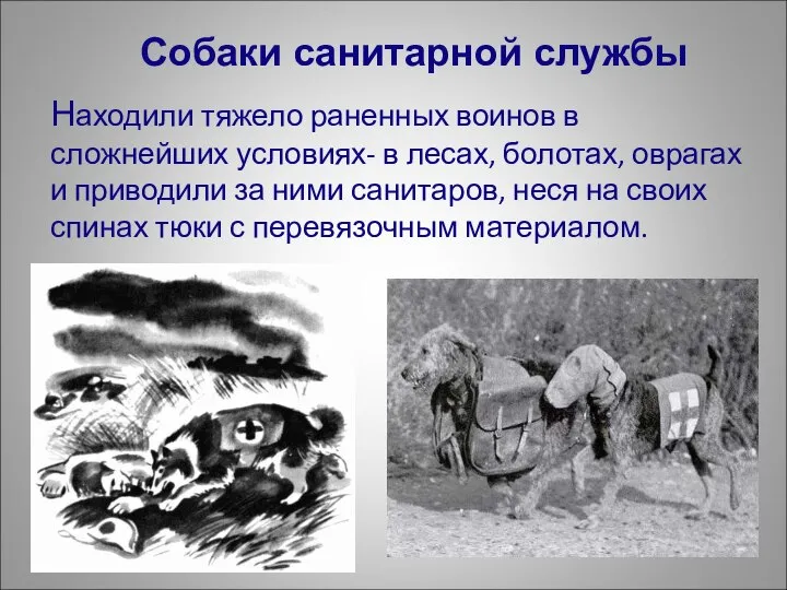 Находили тяжело раненных воинов в сложнейших условиях- в лесах, болотах, оврагах и