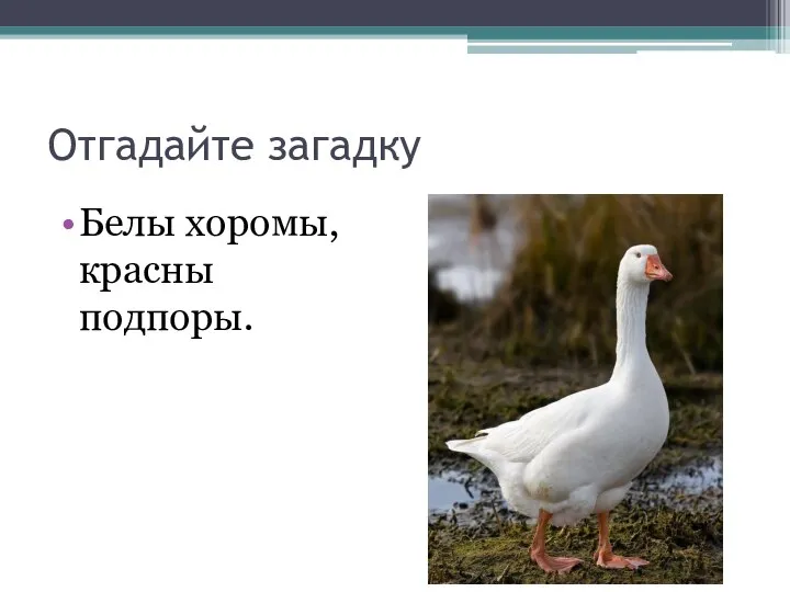 Отгадайте загадку Белы хоромы, красны подпоры.