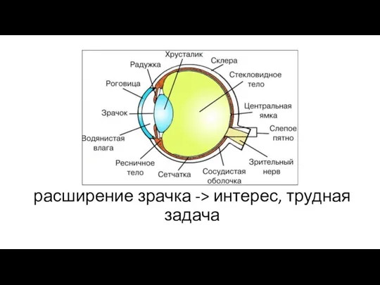 расширение зрачка -> интерес, трудная задача