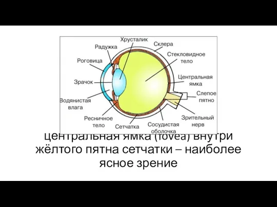 центральная ямка (fovea) внутри жёлтого пятна сетчатки – наиболее ясное зрение