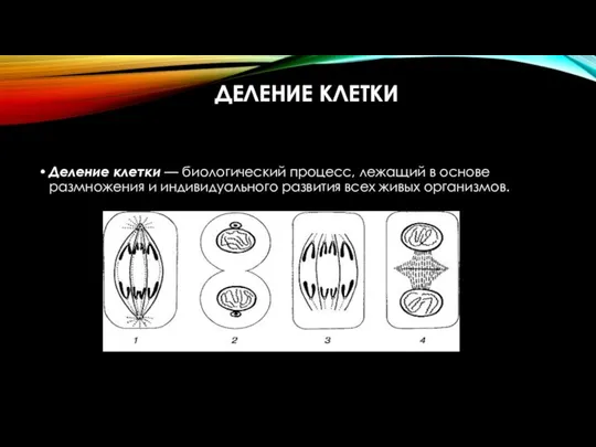 ДЕЛЕНИЕ КЛЕТКИ Деление клетки — биологический процесс, лежащий в основе размножения и