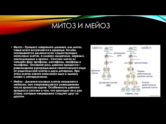 МИТОЗ И МЕЙОЗ Митоз - Процесс непрямого деления, или митоз, чаще всего