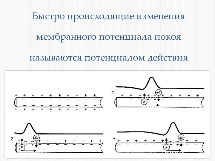 Быстро происходящие изменения мембранного потенциала покоя называются потенциалом действия