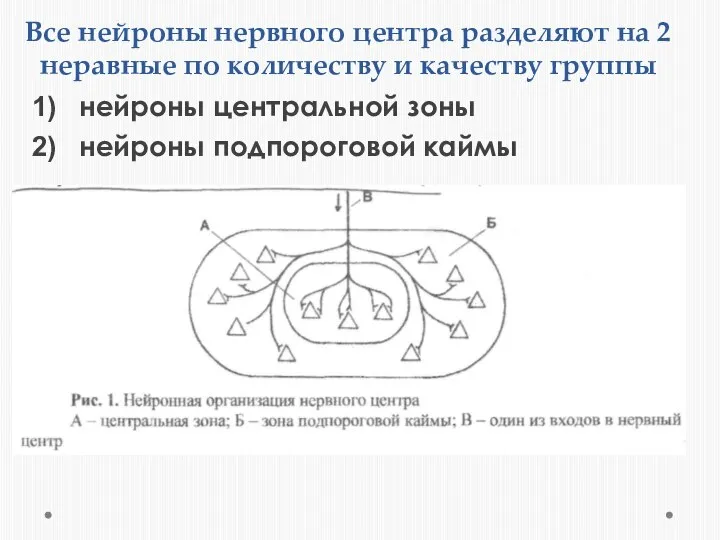 Все нейроны нервного центра разделяют на 2 неравные по количеству и качеству