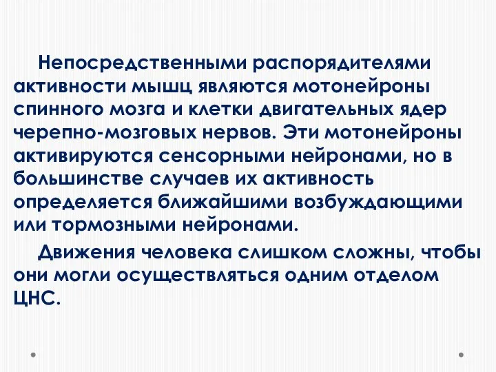 Непосредственными распорядителями активности мышц являются мотонейроны спинного мозга и клетки двигательных ядер