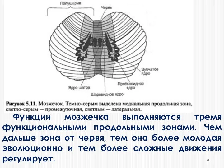 Функции мозжечка выполняются тремя функциональными продольными зонами. Чем дальше зона от червя,