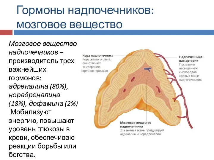 Гормоны надпочечников: мозговое вещество Мозговое вещество надпочечников –производитель трех важнейших гормонов: адреналина