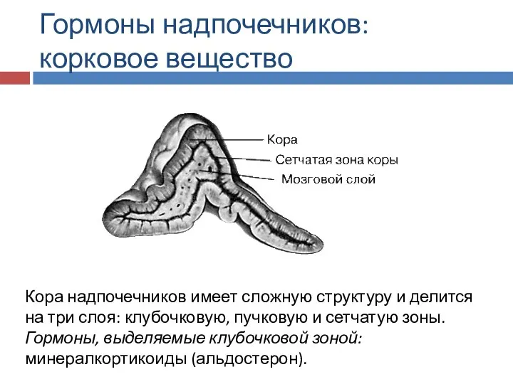 Гормоны надпочечников: корковое вещество Кора надпочечников имеет сложную структуру и делится на