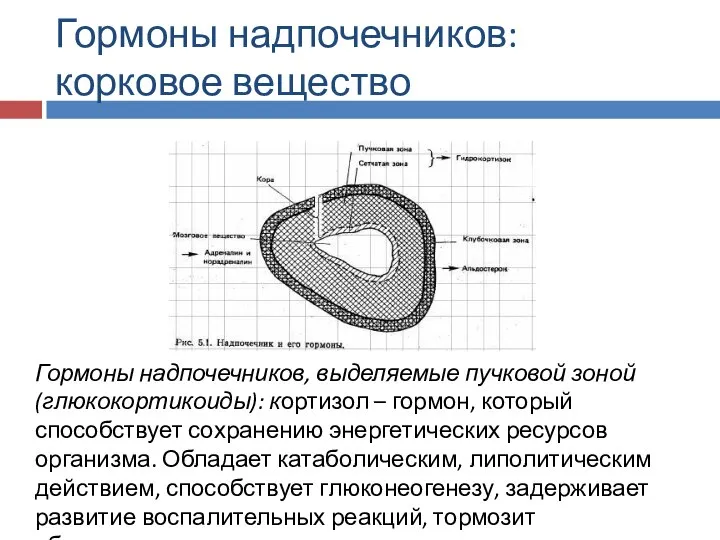 Гормоны надпочечников: корковое вещество Гормоны надпочечников, выделяемые пучковой зоной (глюкокортикоиды): кортизол –