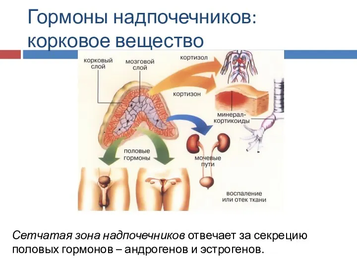 Гормоны надпочечников: корковое вещество Сетчатая зона надпочечников отвечает за секрецию половых гормонов – андрогенов и эстрогенов.