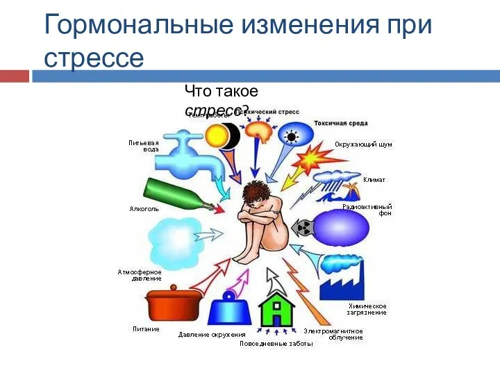 Гормональные изменения при стрессе Что такое стресс?