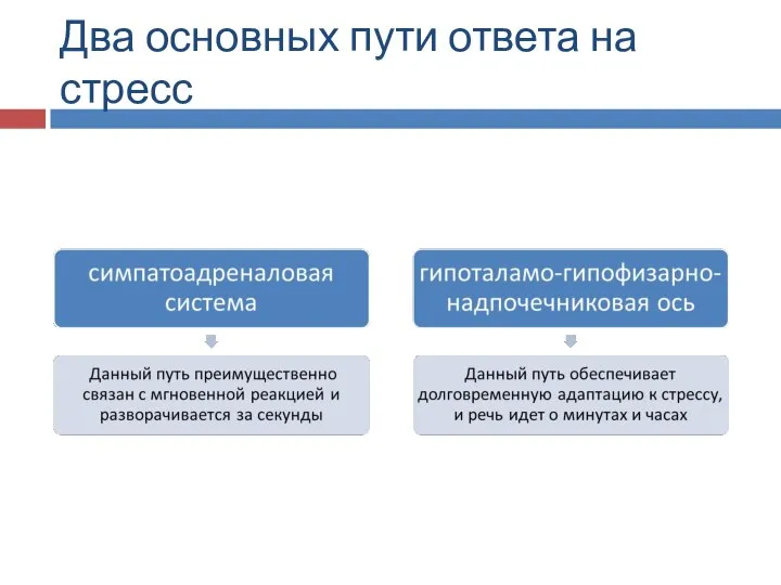 Два основных пути ответа на стресс