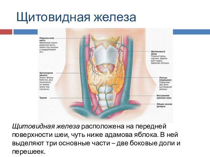 Щитовидная железа Щитовидная железа расположена на передней поверхности шеи, чуть ниже адамова