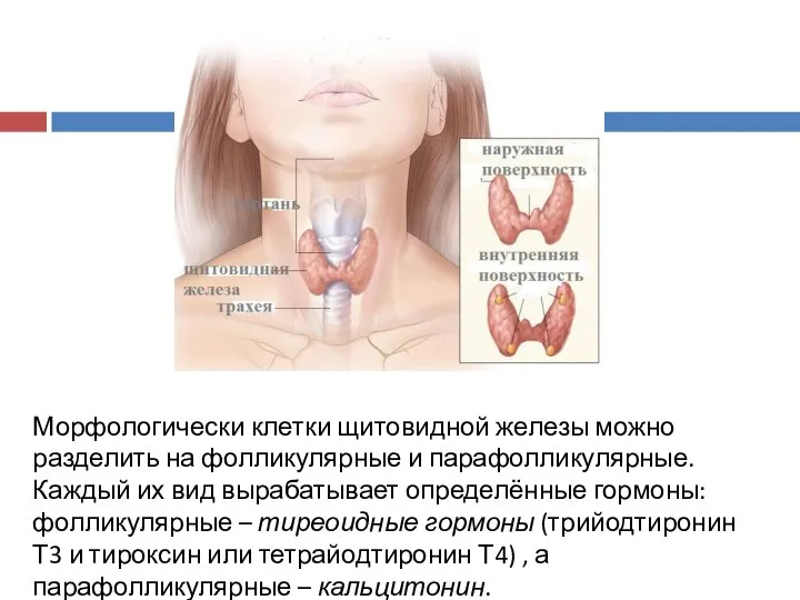 Морфологически клетки щитовидной железы можно разделить на фолликулярные и парафолликулярные. Каждый их