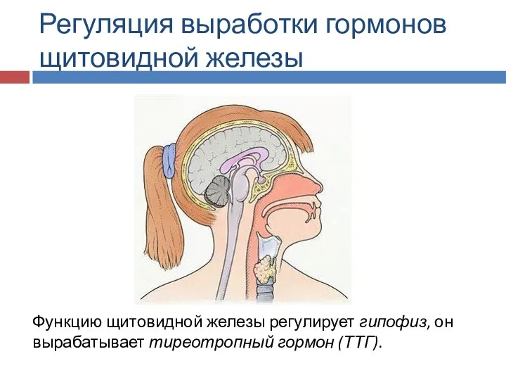 Регуляция выработки гормонов щитовидной железы Функцию щитовидной железы регулирует гипофиз, он вырабатывает тиреотропный гормон (ТТГ).