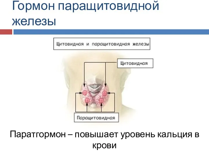 Гормон паращитовидной железы Паратгормон – повышает уровень кальция в крови