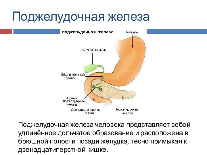Поджелудочная железа Поджелудочная железа человека представляет собой удлинённое дольчатое образование и расположена