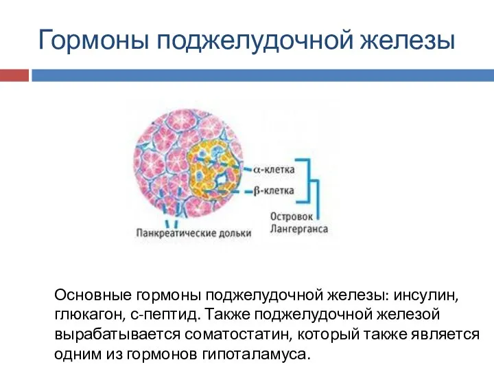 Гормоны поджелудочной железы Основные гормоны поджелудочной железы: инсулин, глюкагон, с-пептид. Также поджелудочной