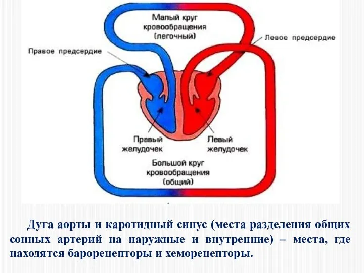 Дуга аорты и каротидный синус (места разделения общих сонных артерий на наружные