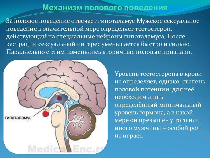 Механизм полового поведения Уровень тестостерона в крови не определяет, однако, степень половой