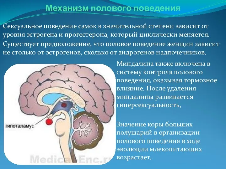 Механизм полового поведения Миндалина также включена в систему контроля полового поведения, оказывая