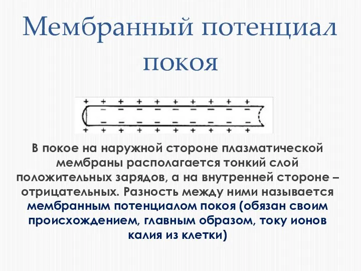 Мембранный потенциал покоя В покое на наружной стороне плазматической мембраны располагается тонкий