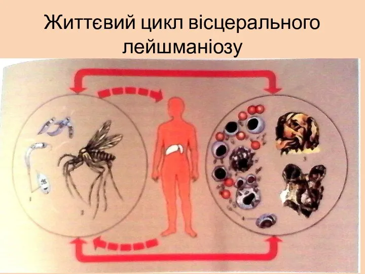 Життєвий цикл вісцерального лейшманіозу