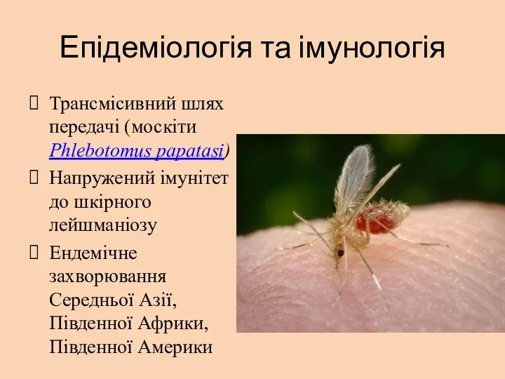 Епідеміологія та імунологія Трансмісивний шлях передачі (москіти Phlebotomus papatasi) Напружений імунітет до